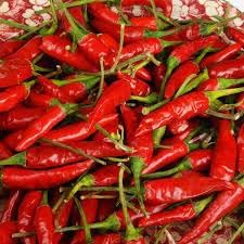 Chile Pepper Capsicum annuum seed mix for garden planting